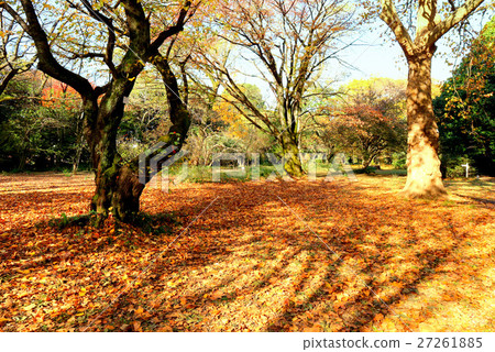 Koishikawa植物園（11月）Bunkyo-ku，東京落葉地毯 27261885