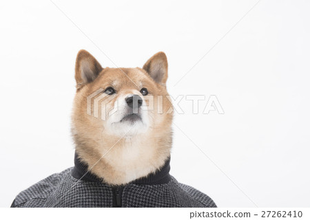 酷Shiba Inu 27262410