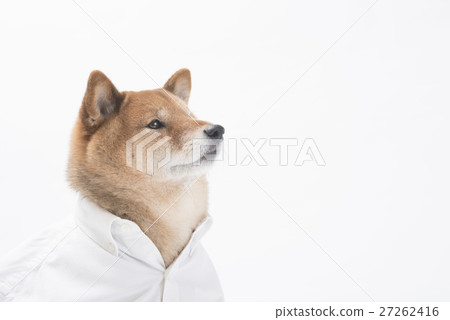 Shiba inu與一件白色襯衣 27262416