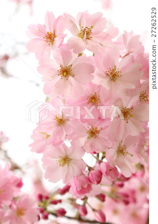Sakura (thinkakawa cherry tree) Sakura (thinkakawa cherry tree) 27262529