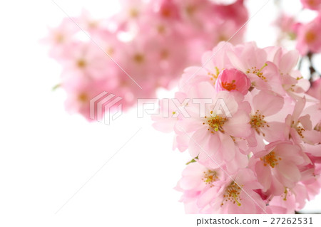 櫻花（thinkakawa櫻花） 27262531