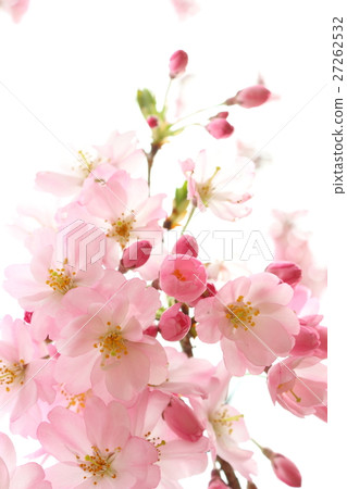 櫻花(thinkakawa櫻花) 櫻花(thinkakawa櫻花) 27262532