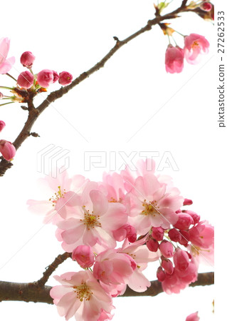 Sakura (thinkakawa cherry tree) Sakura (thinkakawa cherry tree) 27262533
