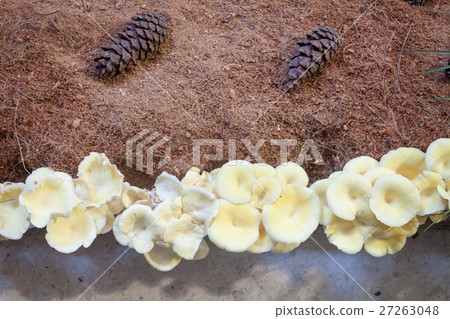 Fresh oyster mushrooms for display Fresh oyster mushrooms for display 27263048