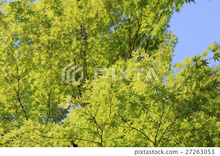 Maple Maple 27263053