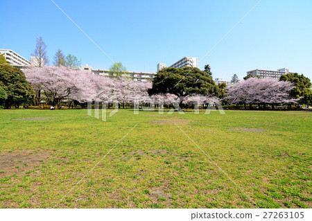 Nerima Ward夏天在公園覆蓋櫻花 Nerima Ward夏天在公園覆蓋櫻花 27263105