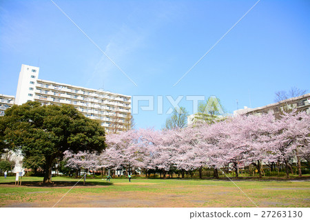 Nerima Ward夏天在公園覆蓋櫻花 Nerima Ward夏天在公園覆蓋櫻花 27263130