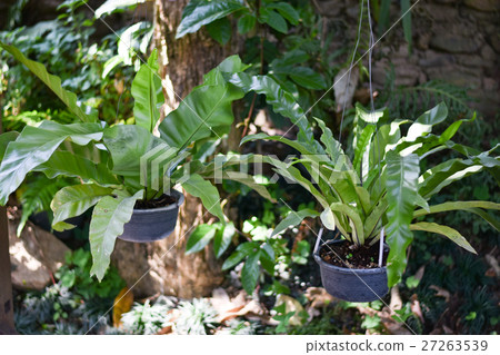 wet green moss and fern on tree and log jungle wet green moss and fern on tree and log jungle 27263539