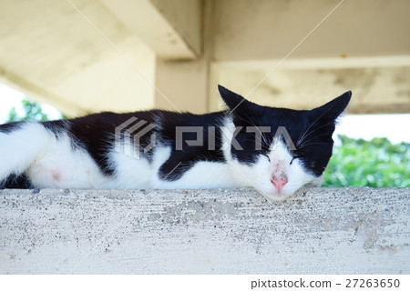 Cat Cat 27263650