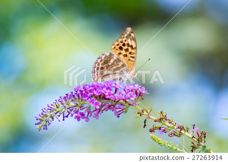  Midori Hyouton (Butterfly) Standing in Buttrea (Flower) 27263914
