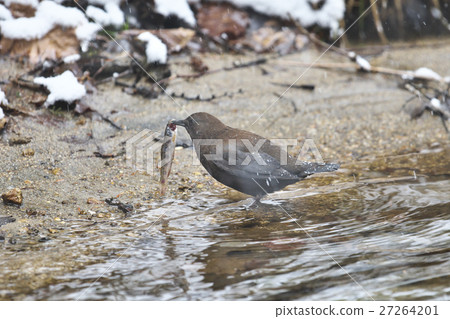 磨砂青蛙玻璃(河) 磨砂青蛙玻璃(河) 27264201