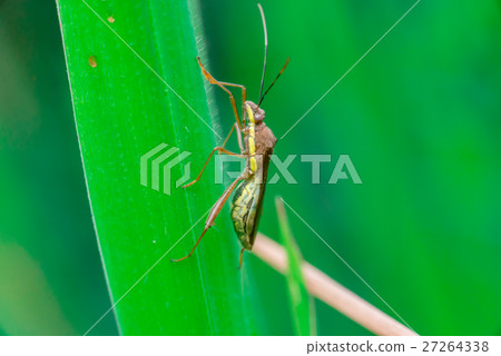 Green, brown and yellow striped Assasin bug Green, brown and yellow striped Assasin bug 27264338