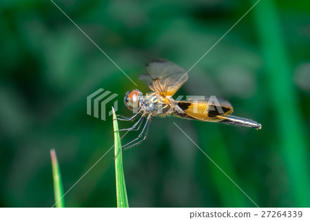 Male yellow-striped flutterer dragonfly  27264339