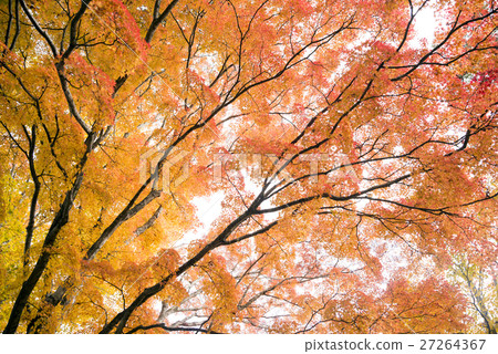 Autumn leaves of Orange Maple on the shore of Yamanaka Autumn leaves of Orange Maple on the shore of Yamanaka 27264367