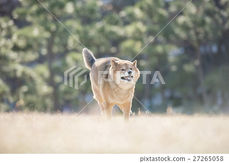 Running Shiba Inu Running Shiba Inu 27265058