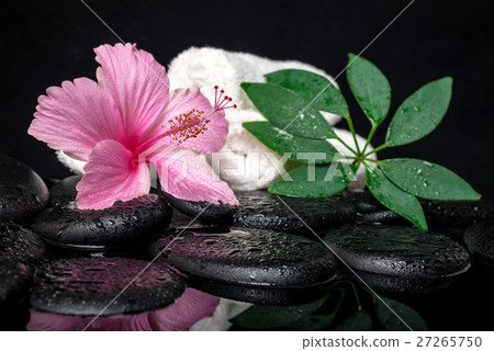 healthcare concept of pink hibiscus, leaf shefler healthcare concept of pink hibiscus, leaf shefler 27265750