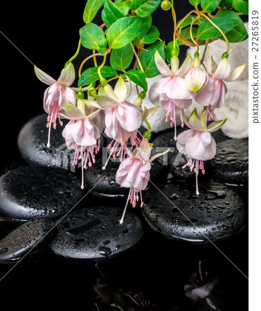 spa setting of branch pink fuchsia flower, towels spa setting of branch pink fuchsia flower, towels 27265819