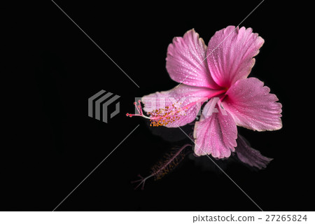spa still life of pink hibiscus flower with drops spa still life of pink hibiscus flower with drops 27265824