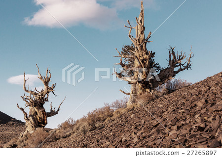 Ancient tree Ancient tree 27265897
