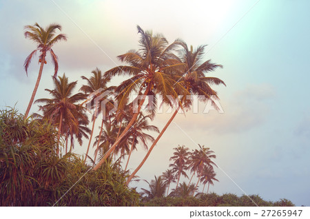 Palm plantation Palm plantation 27265947