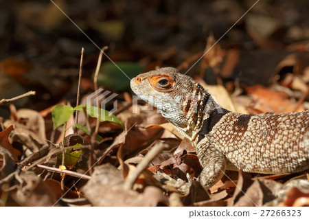 collared iguanid lizard, madagascar 27266323