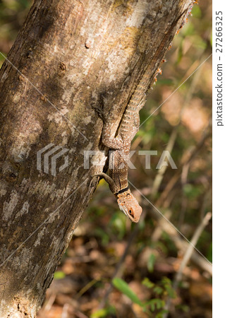 collared iguanid lizard, madagascar 27266325