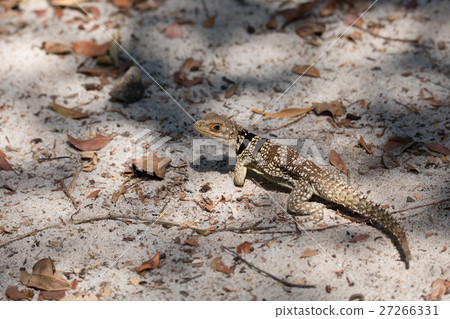 collared iguanid lizard, madagascar collared iguanid lizard, madagascar 27266331