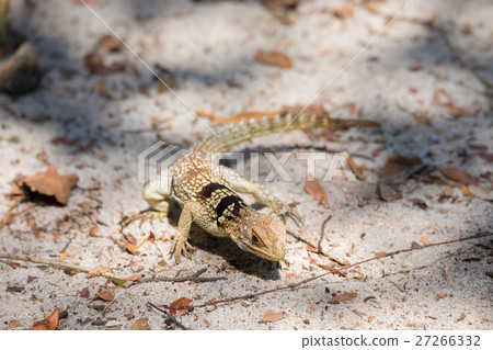 collared iguanid lizard, madagascar 27266332