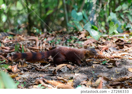Ring-tailed mongoose (Galidia elegans) Madagascar Ring-tailed mongoose (Galidia elegans) Madagascar 27266333