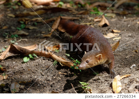 Ring-tailed mongoose (Galidia elegans) Madagascar 27266334