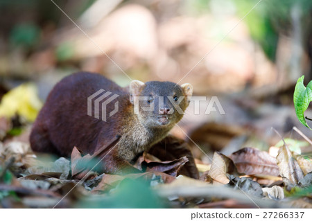 Ring-tailed mongoose (Galidia elegans) Madagascar Ring-tailed mongoose (Galidia elegans) Madagascar 27266337