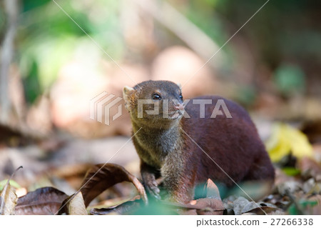 Ring-tailed mongoose (Galidia elegans) Madagascar 27266338