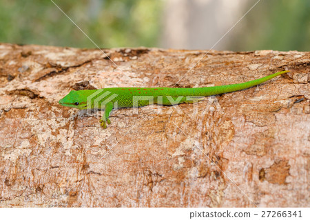 Phelsuma madagascariensis day gecko, Madagascar 27266341