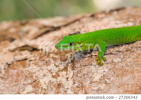 Phelsuma madagascariensis day gecko, Madagascar 27266342