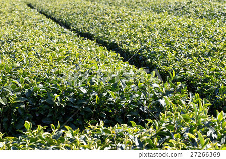 冬天茶園 冬天茶園 27266369