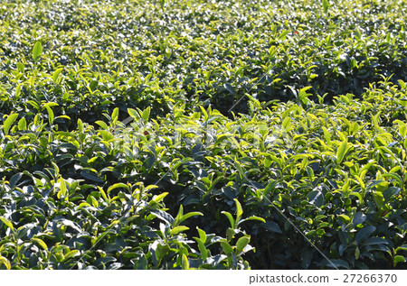 Winter tea field Winter tea field 27266370