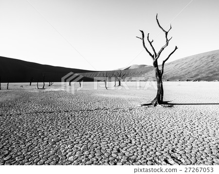 Desolated dry landscpe with dead camel thorn trees 27267053