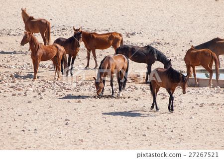 The Namib Desert feral horses herd at waterhole 27267521
