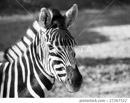 Close-up portrait of Chapman's zebra in black and 27267522