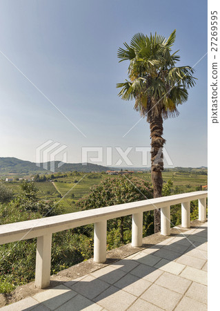 Mediterranean landscape with vineyard and palm. 27269595