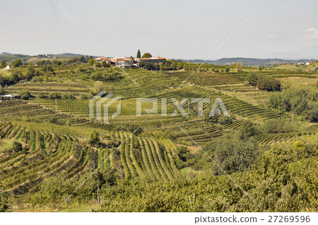 Rural mediterranean landscape with vineyards 27269596