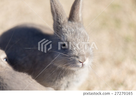 Usagi的天堂(Okunojima) Usagi的天堂(Okunojima) 27270165