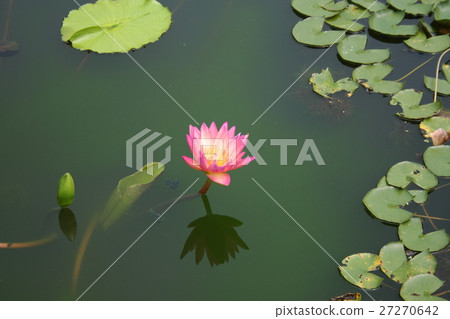 Pink Water Lily lotus Pink Water Lily lotus 27270642