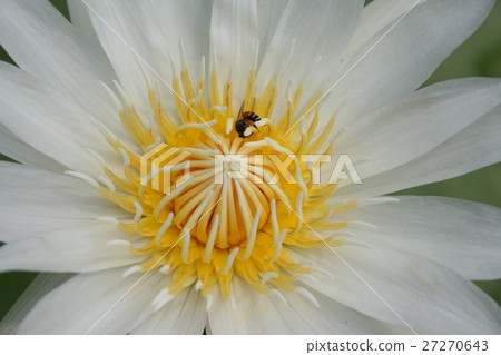 White Water Lily lotus and bee White Water Lily lotus and bee 27270643