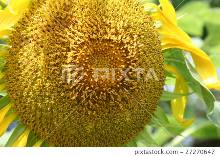Sunflower closeup 27270647