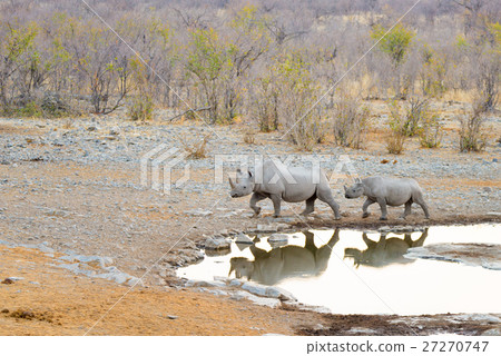 Rare Black Rhinos drinking from waterhole 27270747
