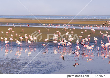 Group of pink flamingos on the sea 27270748