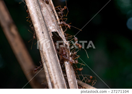 a group of Weaver Ant (Oecophylla smaragdina) a group of Weaver Ant (Oecophylla smaragdina) 27271104