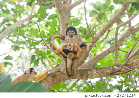 Squirrel monkey and village now 27271234
