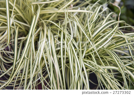 Ornamental plant ribbon grass closeup 27273302